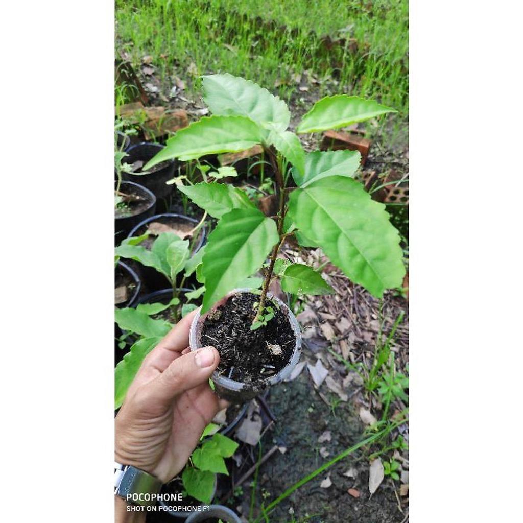 Cây giống vọng cách