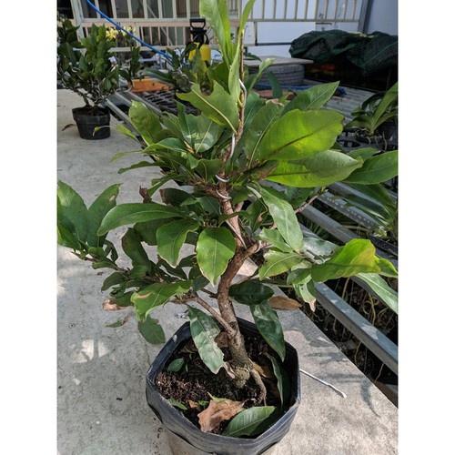 Mai Vàng Đại Lộc Bonsai 24 Cánh Đang Nụ