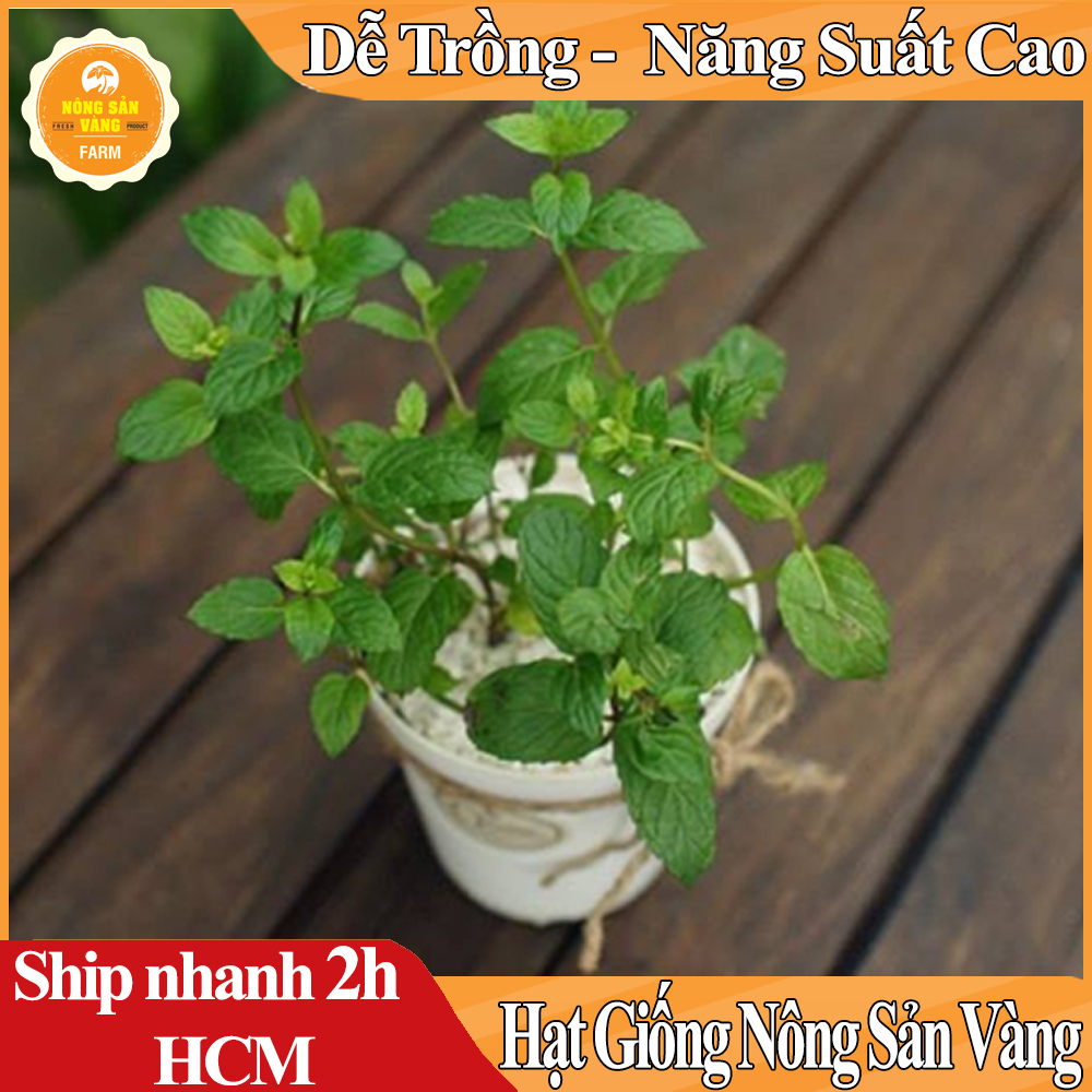 Hạt giống Cây Bạc Hà, Bạc Hà Cay Peppermint, Mùi Thơm Mát, Vị Cay The Mát Lạnh (Gói 100 Hạt) - Nông Sản Vàng