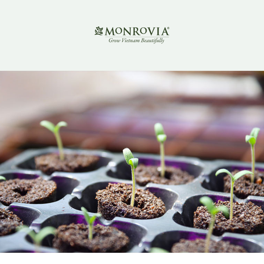 Viên trụ ươm mầm hạt giống thủy canh MONROVIA đầy đủ chất dinh dưỡng, tỉ lệ nảy mầm cao