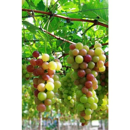 Hạt Giống Nho F1 Siêu Ngọt Dễ Trồng Dễ Chăm Sóc