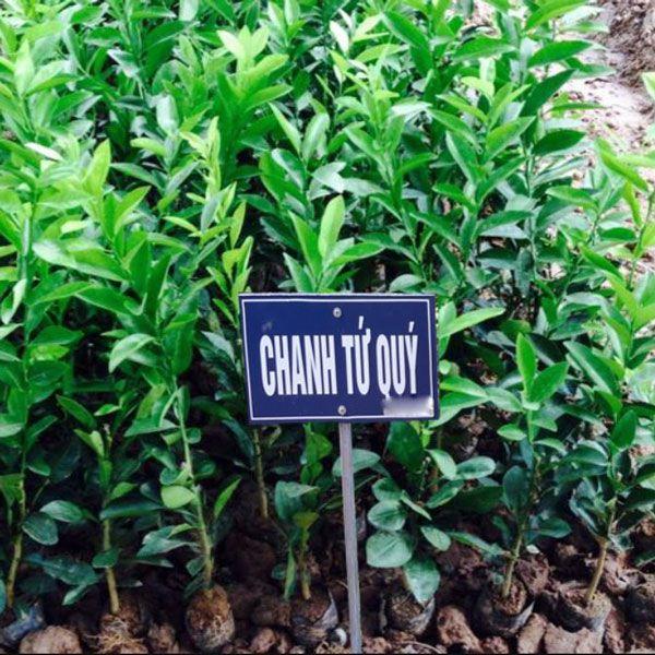 Cây giống chanh tứ quý RA QUẢ 4 MÙA, cây lớn đang hoa