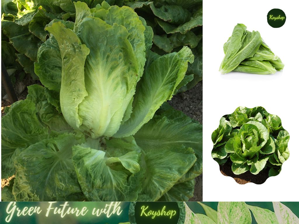 Hạt giống Xà Lách Romaine 2gr