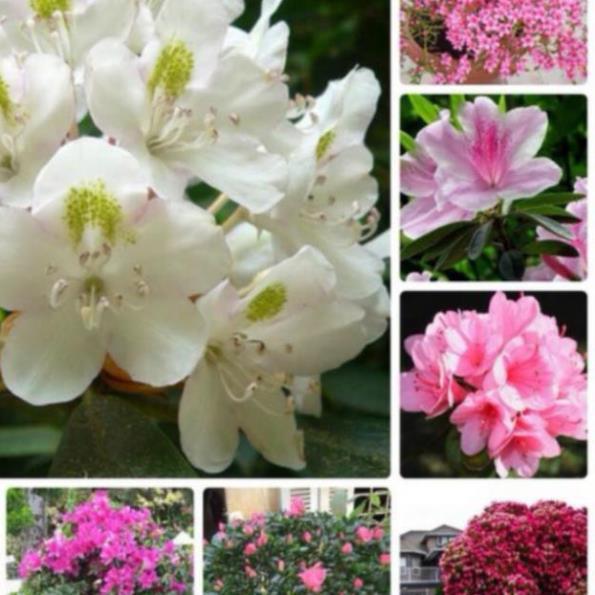 Thanh lý dọn vườn xả nhanh Com bo 10 cây giống đỗ  quyên đủ màu