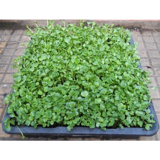 Hạt giống rau cải xoong dễ trồng năng suất cao, nhanh thu hoạch, thích hợp trồng chậu và đồng ruộng