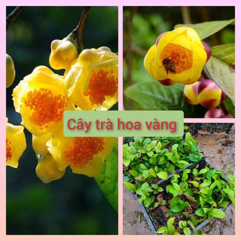 2c trà hoa vàng - cây dược liệu