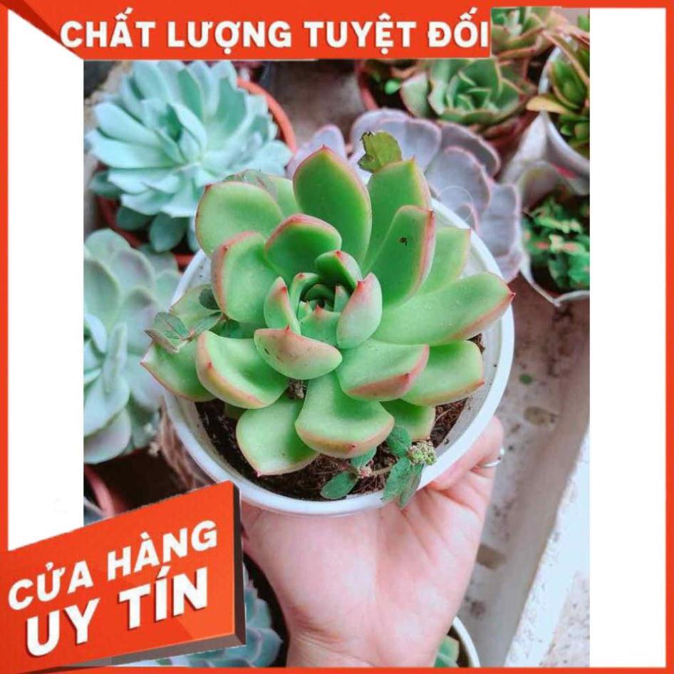 Chậu sen đá viền đỏ Nhiều Người Mua