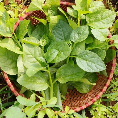 Hạt giống Mồng tơi cao sản dễ trồng