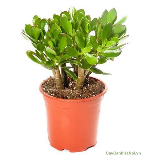 CÂY SEN ĐÁ NGỌC BÍCH,CÂY SEN ĐÁ NGỌC BÍCH - CSDNBNDNB