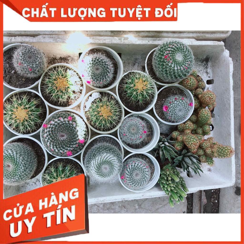 Xương rồng kim hổ Nhiều Người Mua