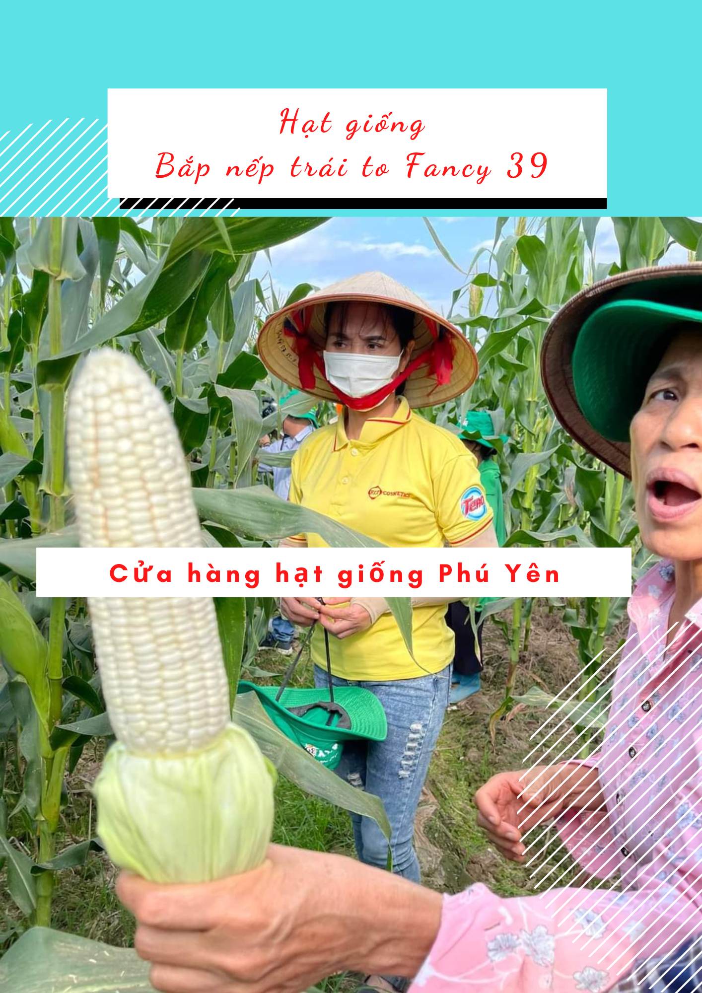 2kg Hạt giống bắp nếp Thái Lan Fancy 39 to tặng hạt giống ngô nếp tím