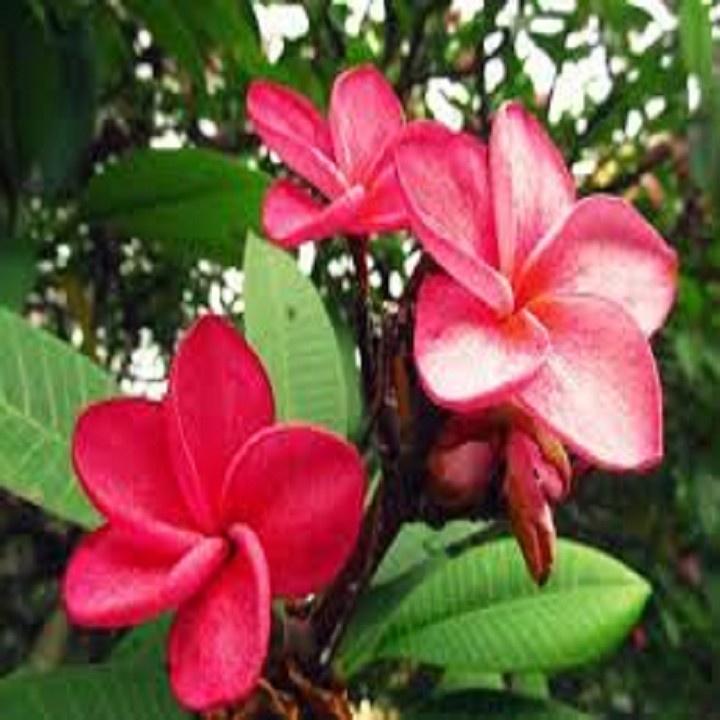 CÂY HOA ĐẠI ĐỎ