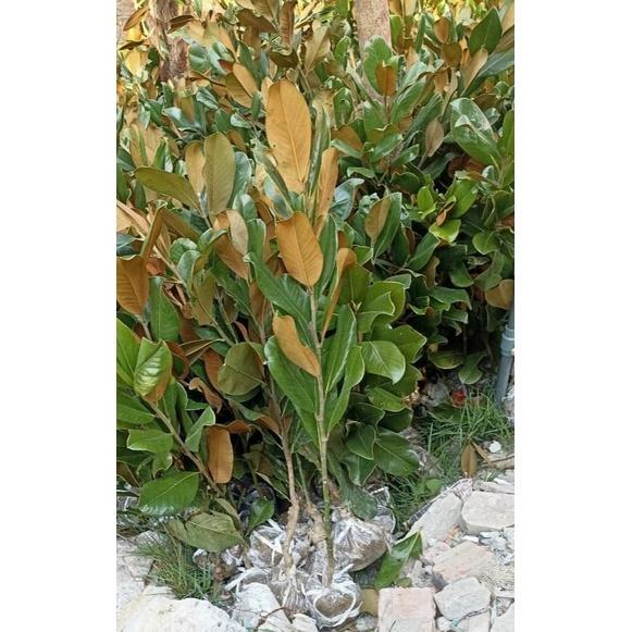 Cây sen đất , loại cây trồng mang nhiều ý nghĩa phong thủy, dễ trồng