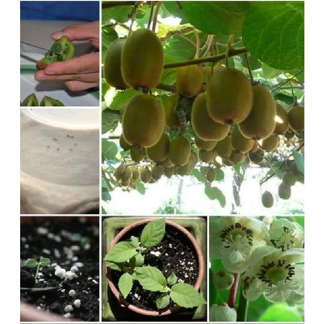 Hạt giống cây ăn trái kiwi,hạt giống tốt,chất lượng cao - Gói 30 hạt