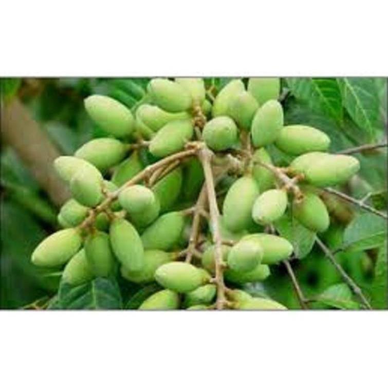 Cây giống TRÁM TRẮNG ghép - Cây giống chuẩn F1
