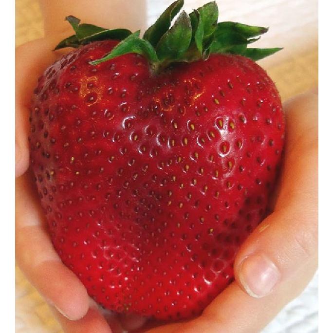 Combo 5 gói Hạt giống dâu tây đỏ khổng lồ/Gói 50 hạt-tặng kèm gói kích mầm