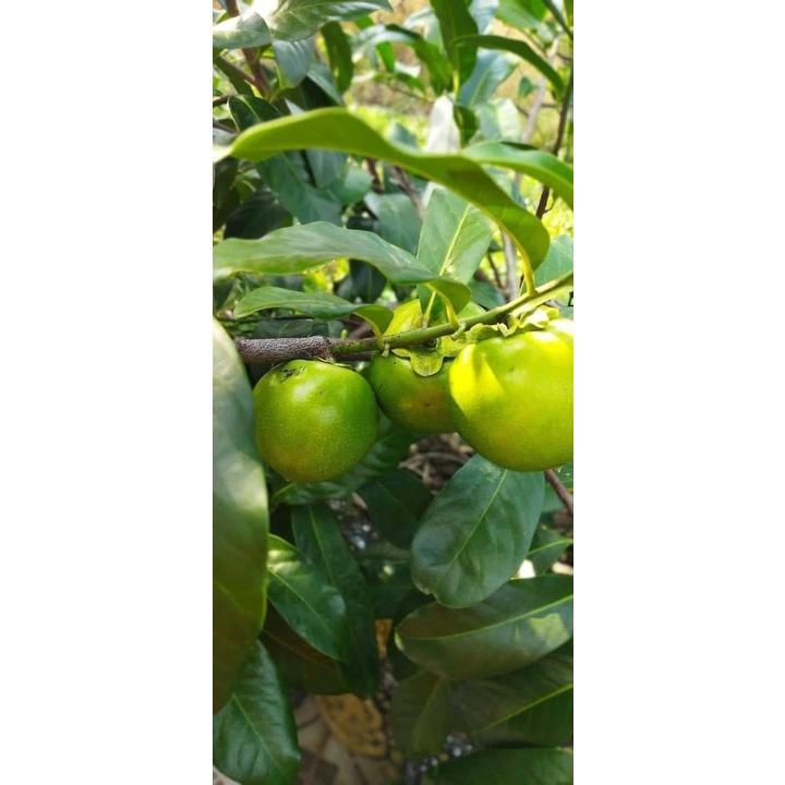 CÂY GIỐNG HỒNG SÔ CÔ LA ()