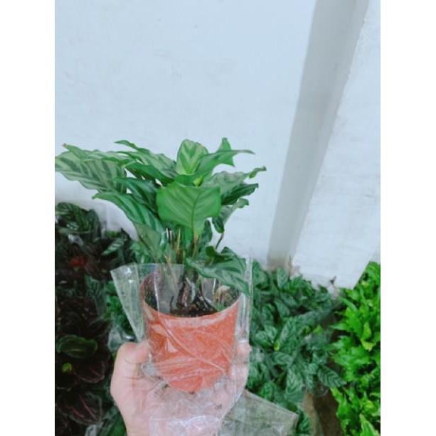 Chậu đuôi công xanh lá nhỏ
