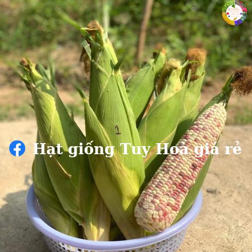 Hạt giống bắp nếp lai F1 tím hoa 35 gói 500 gram