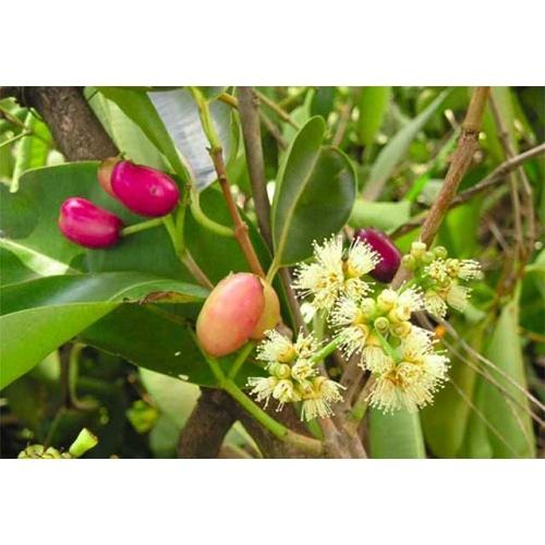 Cây Vối Nếp giống, dùng để pha nước uống thanh nhiệt giống chuẩn F1