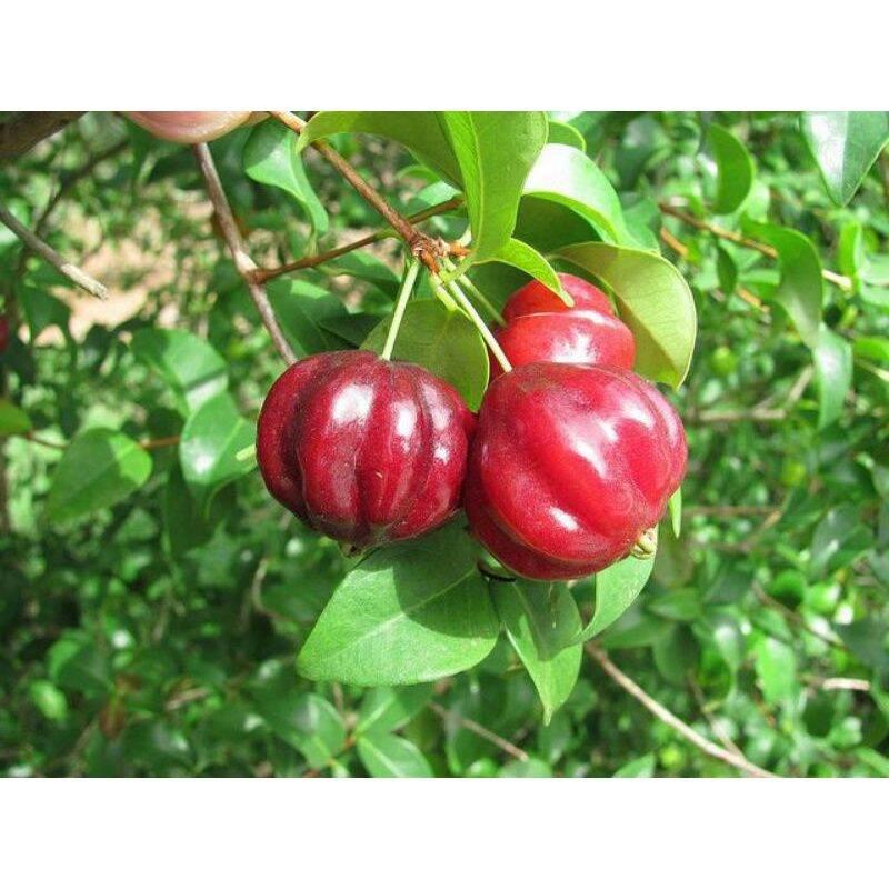 Cây Giống Cherry Surinam