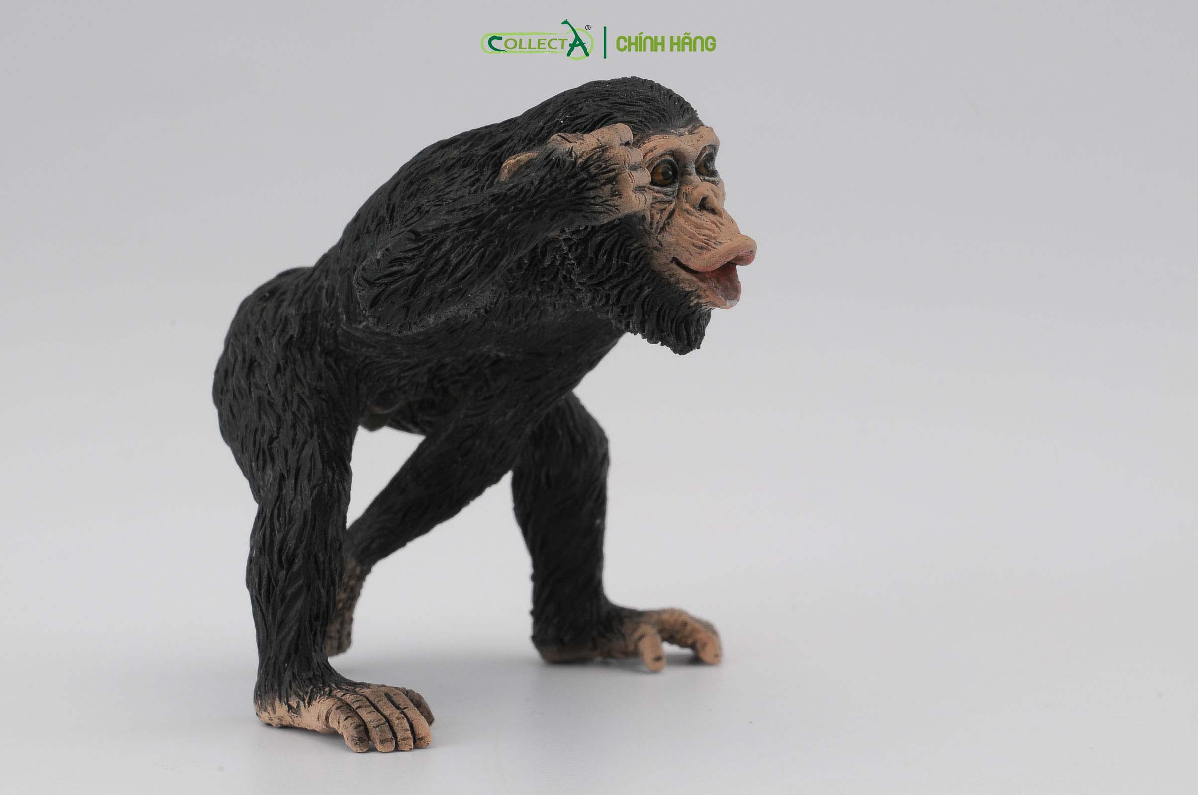 Mô hình thu nhỏ: Tinh Tinh bố - Chimpanzee Male, hiệu: CollectA, mã HS 9651031[88492] -  Chất liệu an toàn cho trẻ - Hàng chính hãng