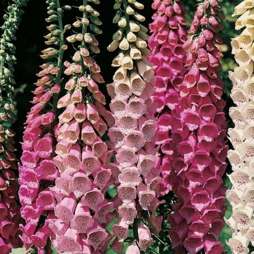 Hạt giống Hoa Mao Địa Hoàng nhiều màu/gói  50 hạt