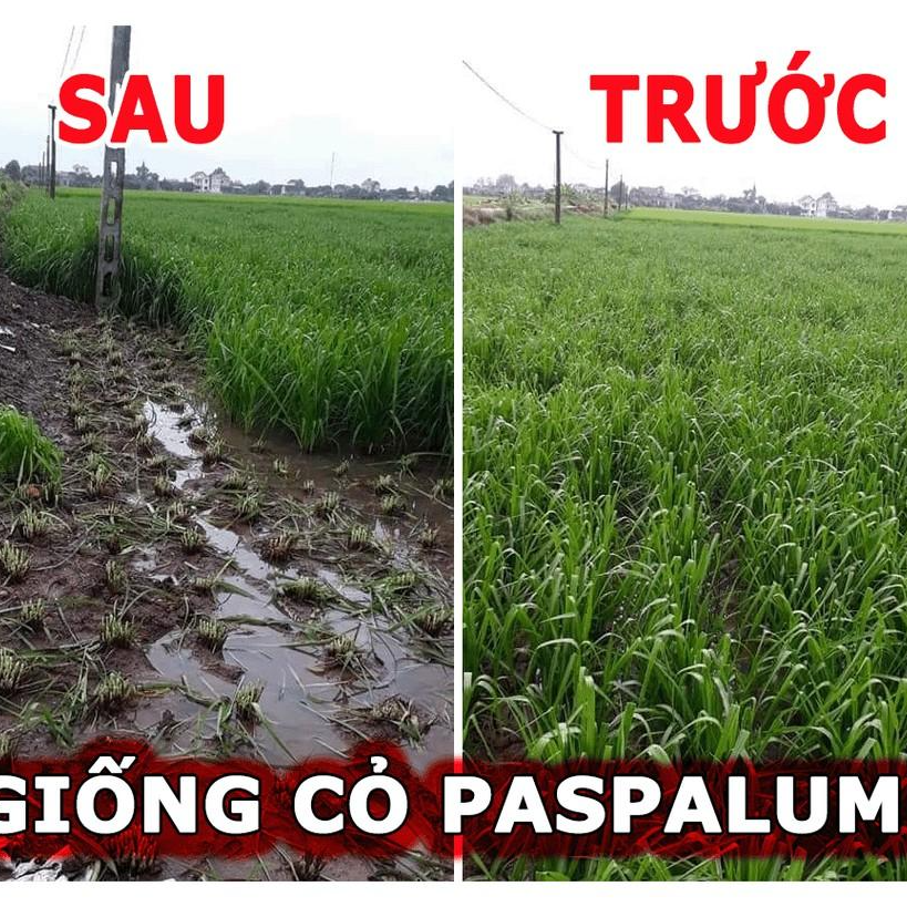 Hạt giống cỏ Ubon Paspalum - Cỏ xả chịu ngập - Giống chuẩn, dễ trồng