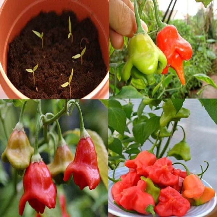 30 Hạt Giống Ớt Hoa Hồng