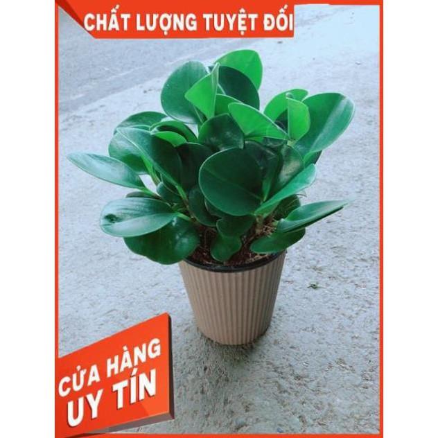 Cây Trường Sinh Kèm Chậu Tự Tưới