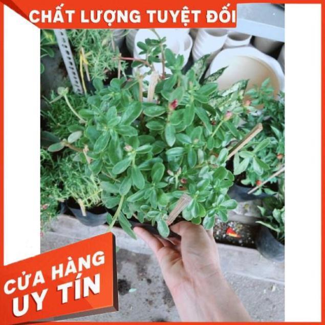 Chậu mười giờ sam