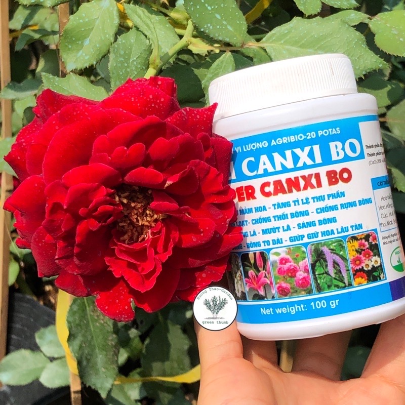 Siêu Canxi Bo Cứng Lá-Mướt Lá-Sáng Bóng-Hoa To-Lâu Tàn hũ 100gr