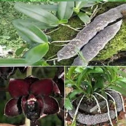 Phân dê túi lưới đã qua xử lý - dùng để ghim vào gốc hoa lan, bón cho cây cảnh, rau sạch