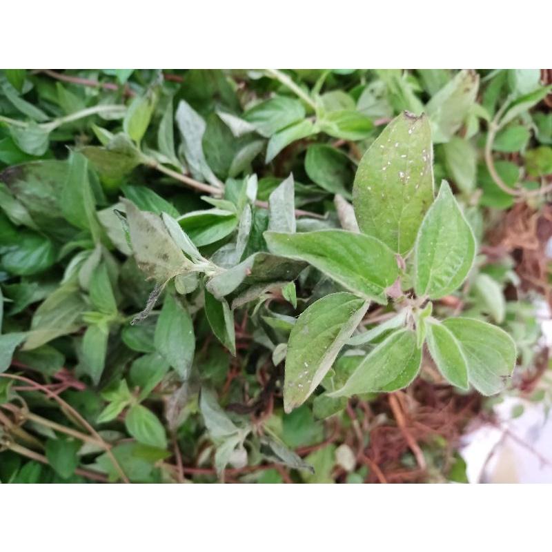 Hoa đu đủ đực phơi khô 1kg