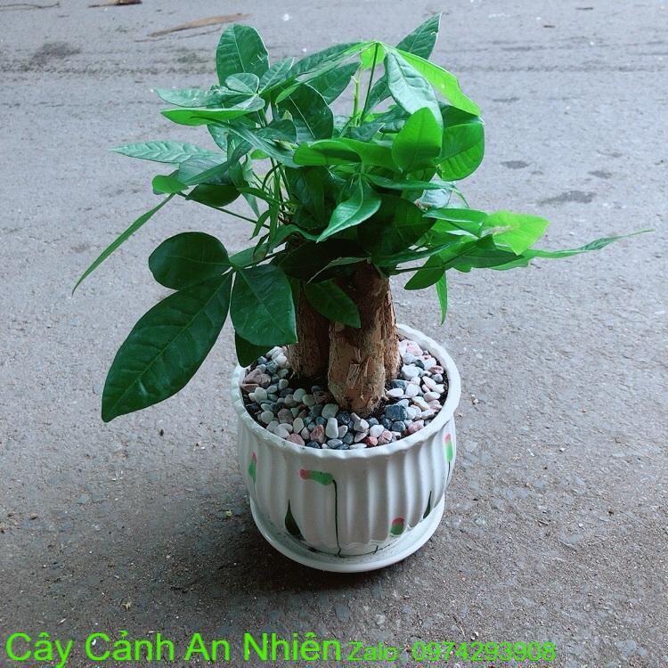 Chậu Kim Ngân 3 Thân