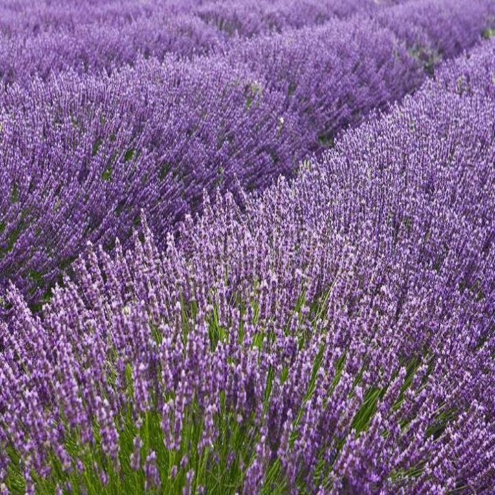 50 Hạt giống Hoa Oải Hương, Lavender Thơm Nồng - Hạt giống hoa