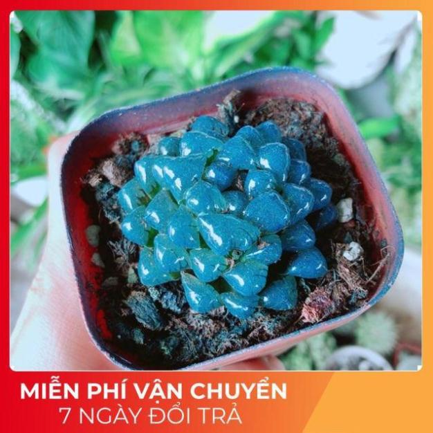 Kim Cương Xanh Dương