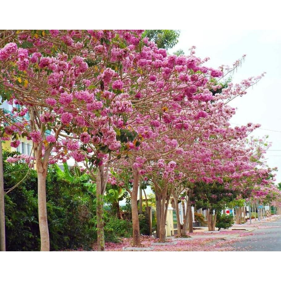 Hạt Giống Cây Hoa Phong Linh Hồng KNS3111 - Gói 5 hạt