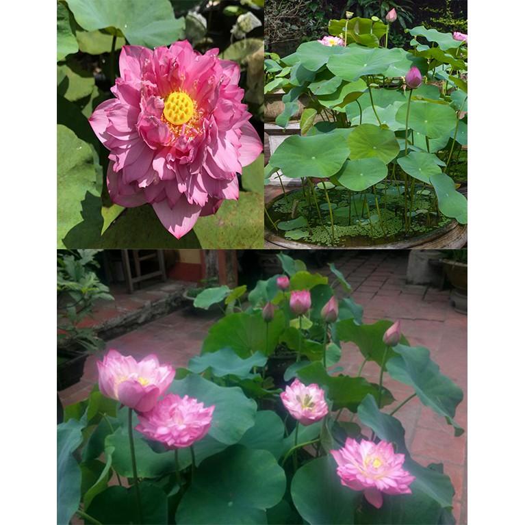 Hạt giống sen bách diệp tím