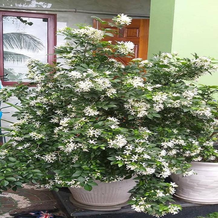 CÂY HOA NGUYỆT QUẾ LEO ĐANG RA HOA
