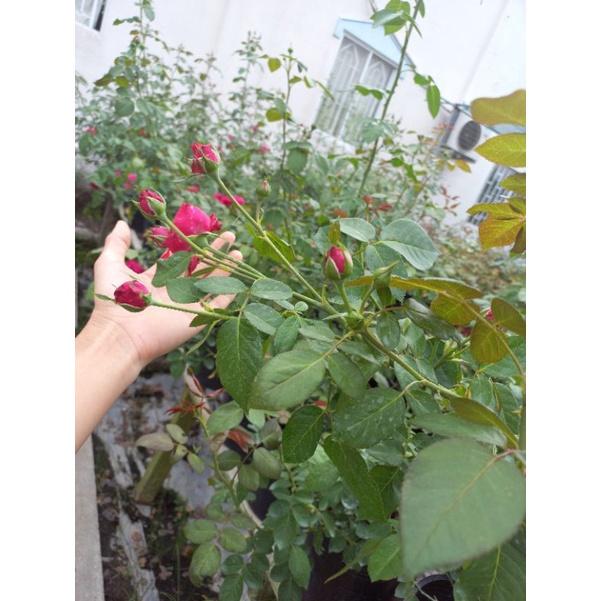 Hoa hồng đỏ leo Red Eden, hồng ngoại, hồng leo, thân gỗ,nguyên bản