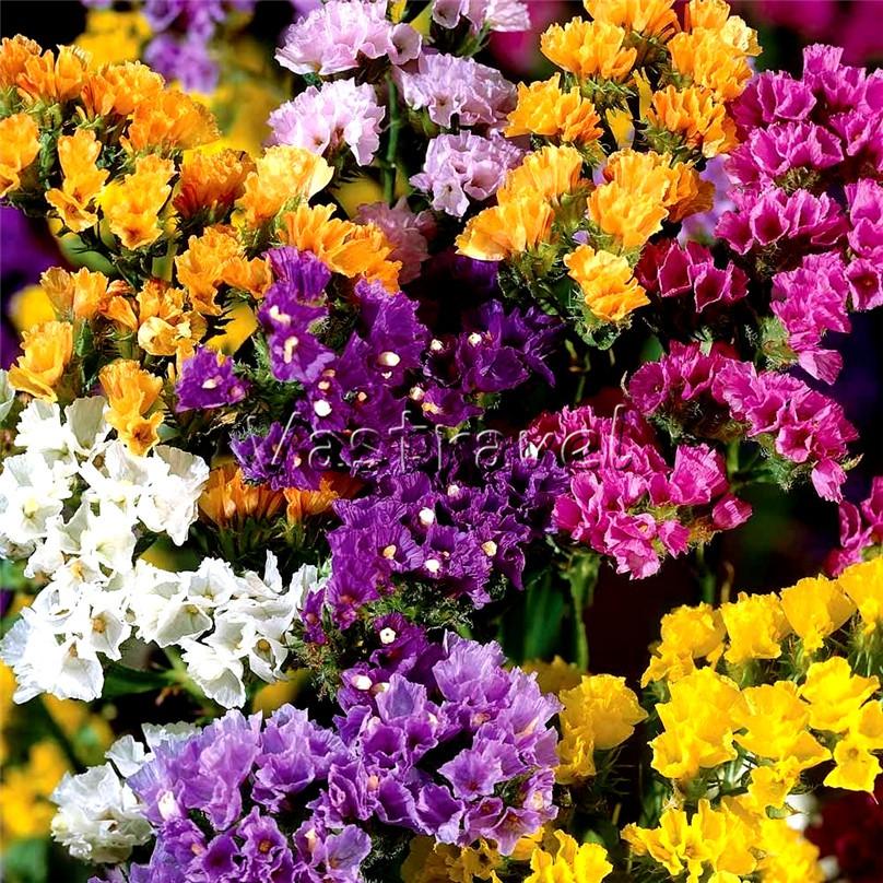 Hạt giống Hoa Salem Nhiều Màu