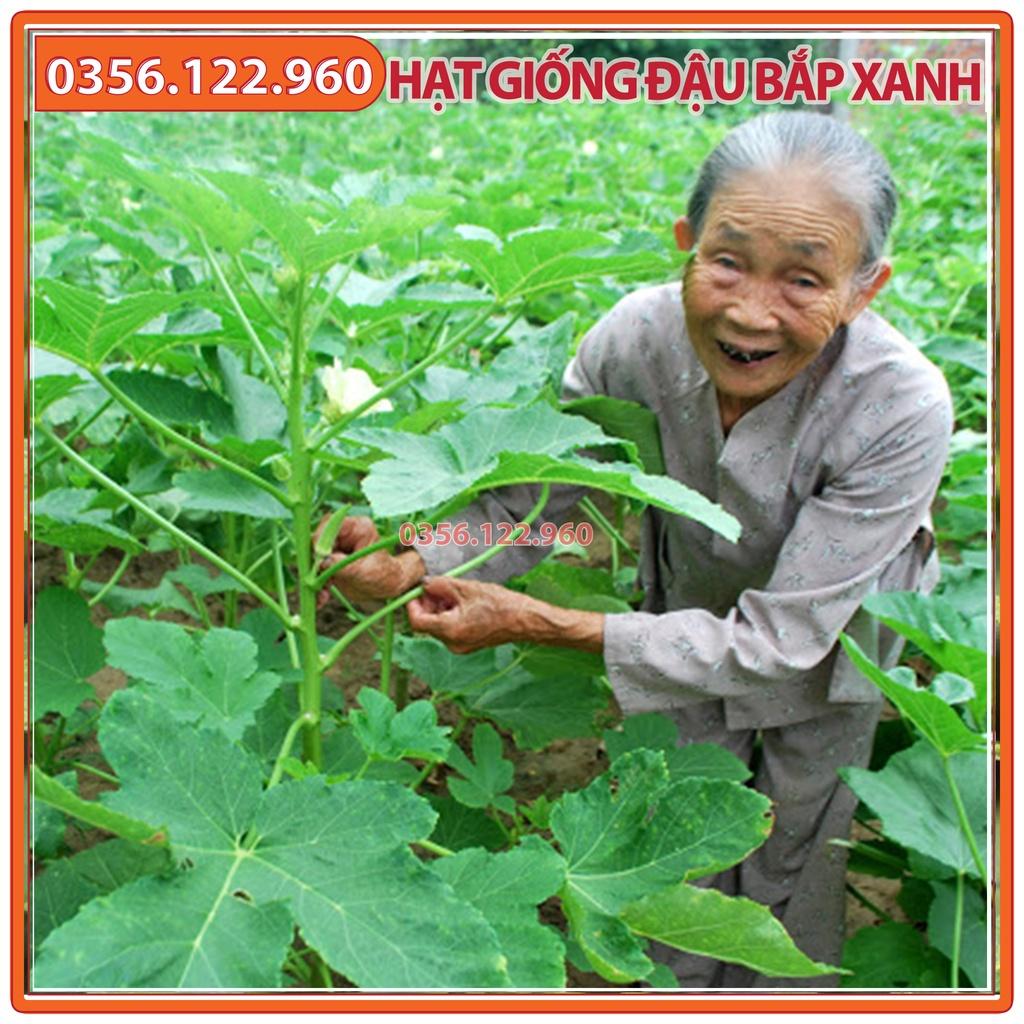 Hạt giống đậu bắp xanh - gói 10g