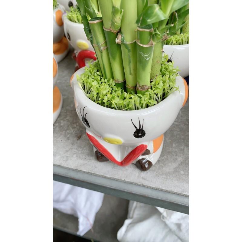 Chậu Trúc Phát Tài