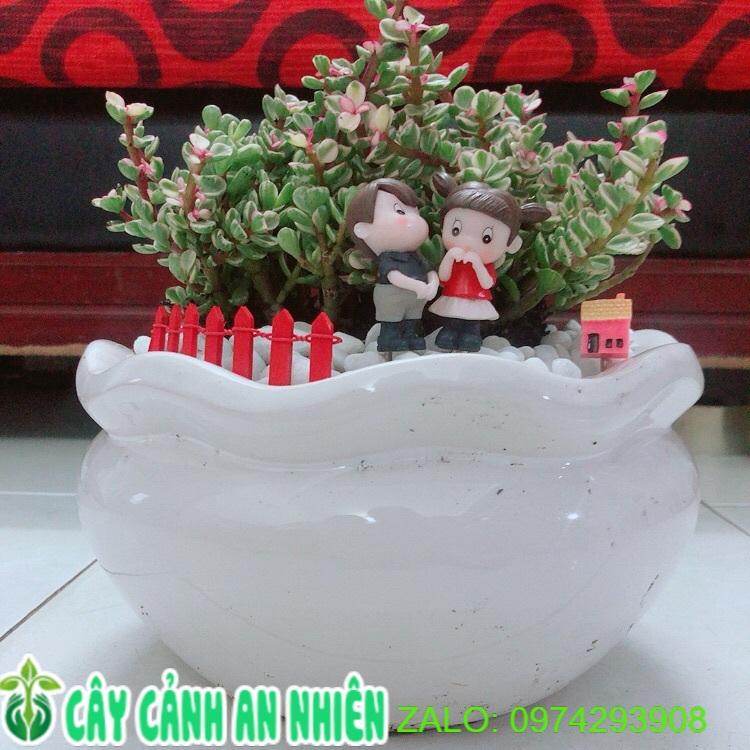 Chậu Cây Cành Vàng Lá Ngọc