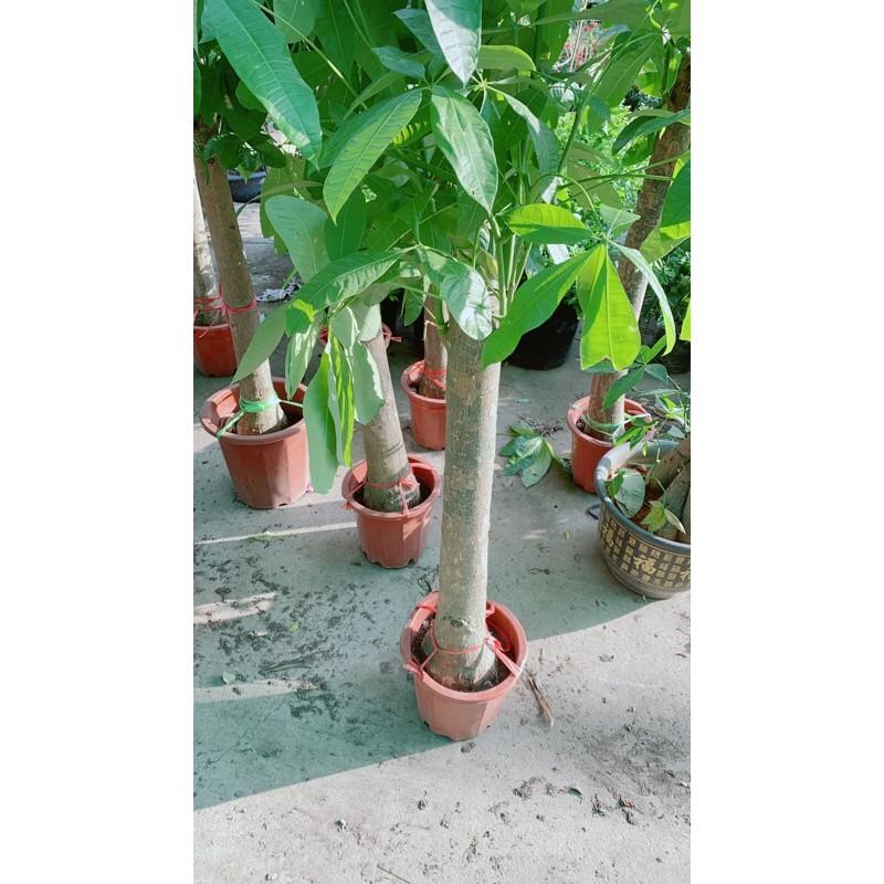 Kim Ngân 1 Thân Lớn