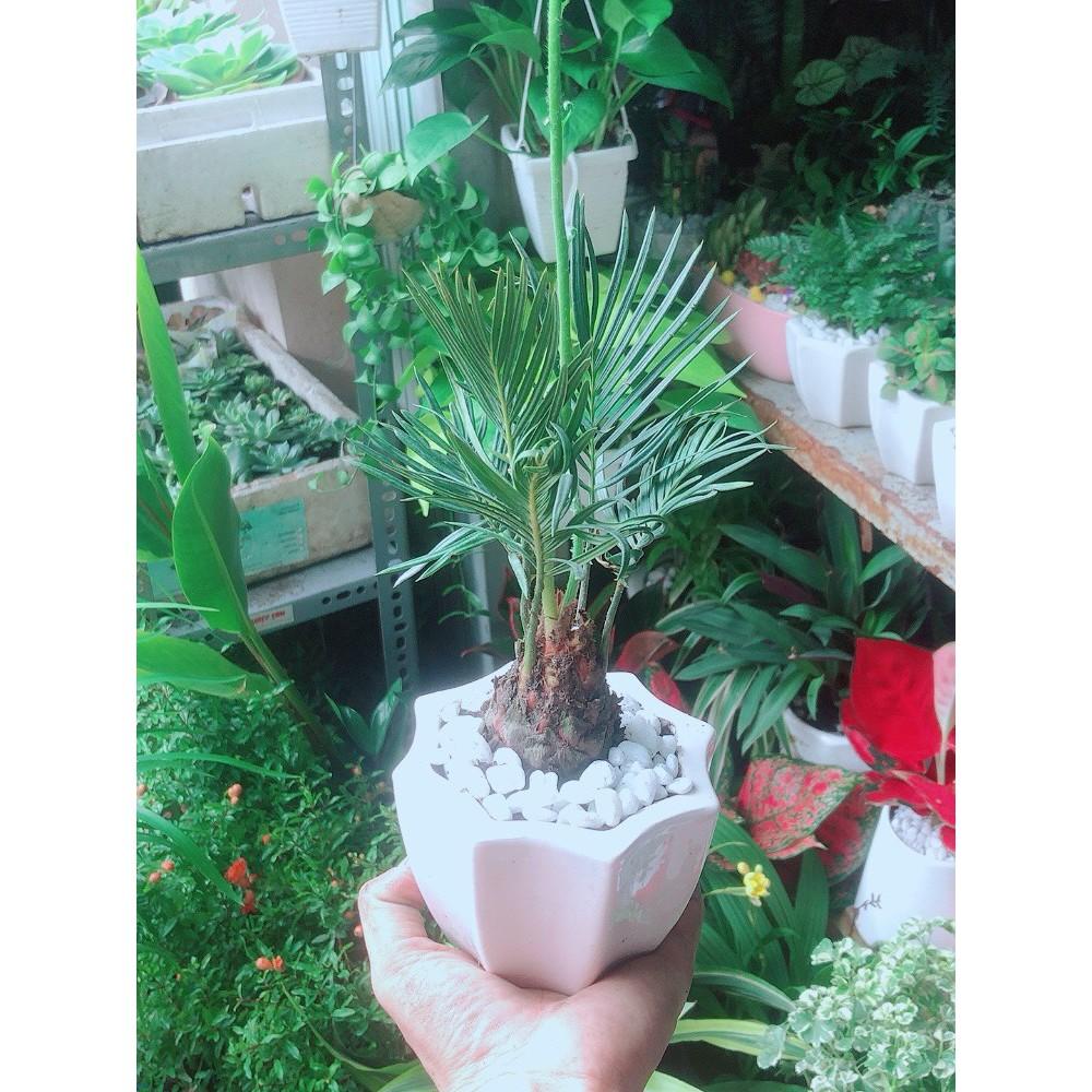 Chậu Cây Thiên Tuế Mini