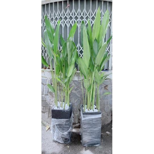 Chậu Chuối Mỏ Két Hàng Đẹp