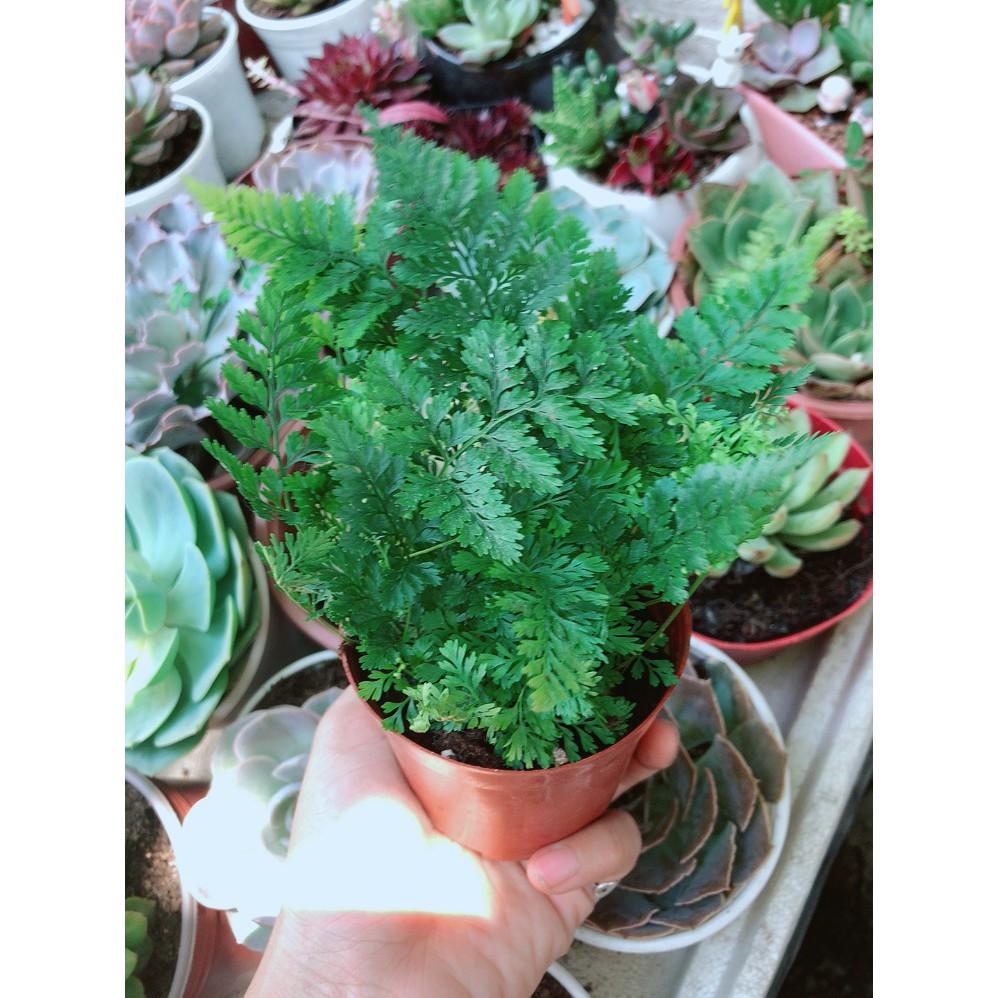 Cây Dương Sỉ Để Bàn Mini