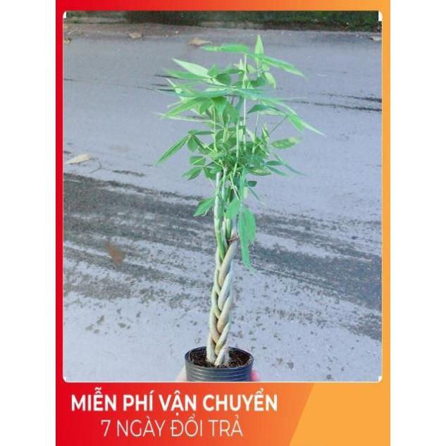 Kim Ngân Thắt Bính